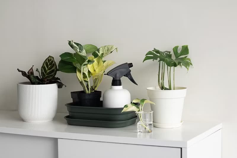 白泉黃金葛 Epipremnum aureum 'Manjula'