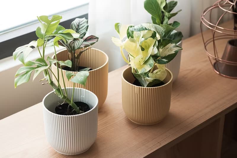 白泉黃金葛 Epipremnum aureum 'Manjula'