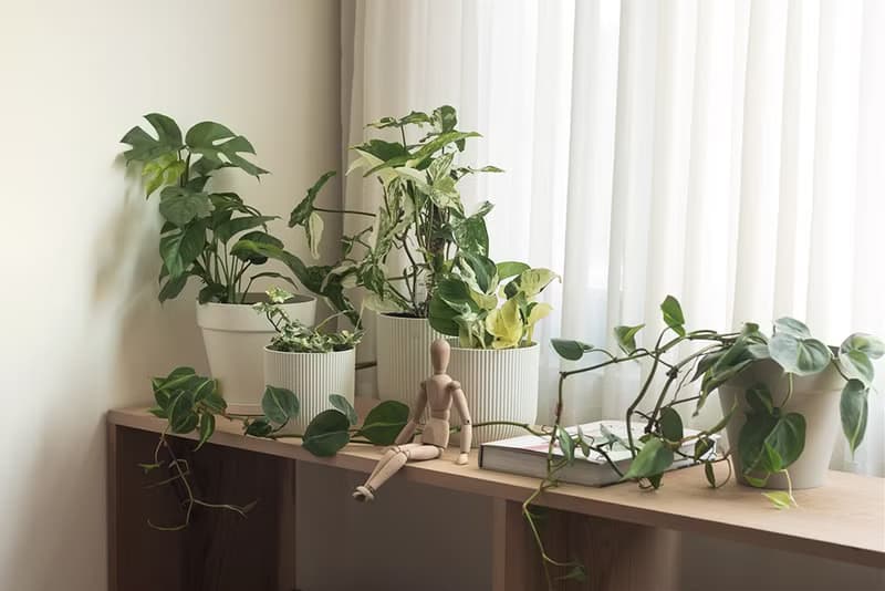 白泉黃金葛 Epipremnum aureum 'Manjula'