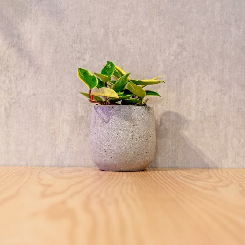 斑葉毬蘭 桌上型水泥盆栽 觀葉植物 禮物 盆栽 交換禮物 植物