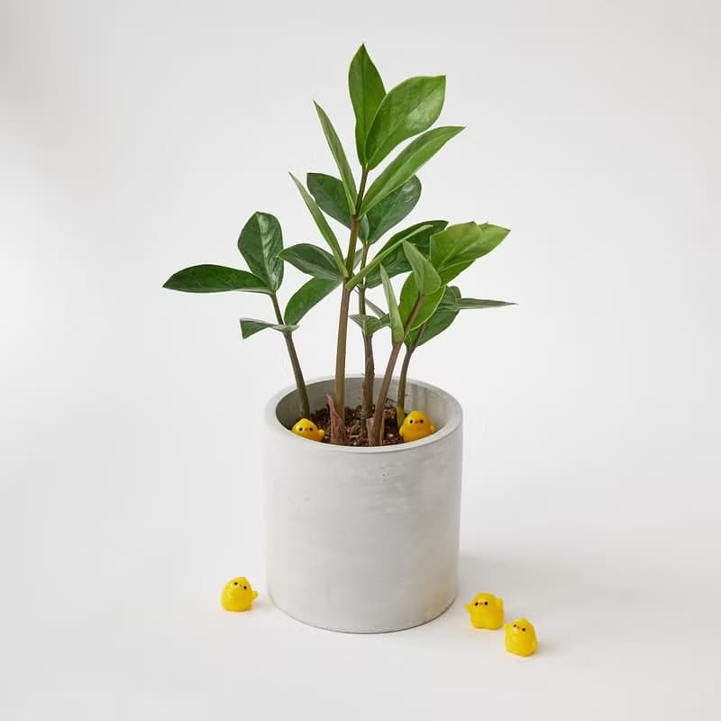 金錢樹 | 升遷盆栽 開幕送禮 觀葉植物 室內植物