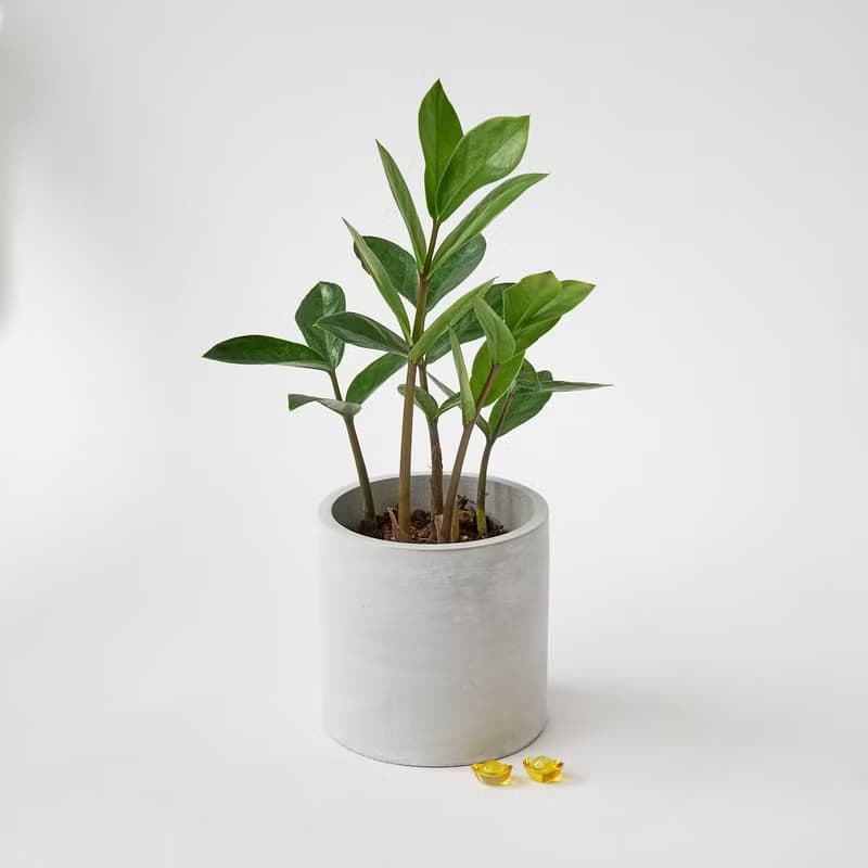 金錢樹 | 升遷盆栽 開幕送禮 觀葉植物 室內植物