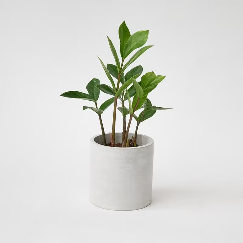 金錢樹 | 升遷盆栽 開幕送禮 觀葉植物 室內植物