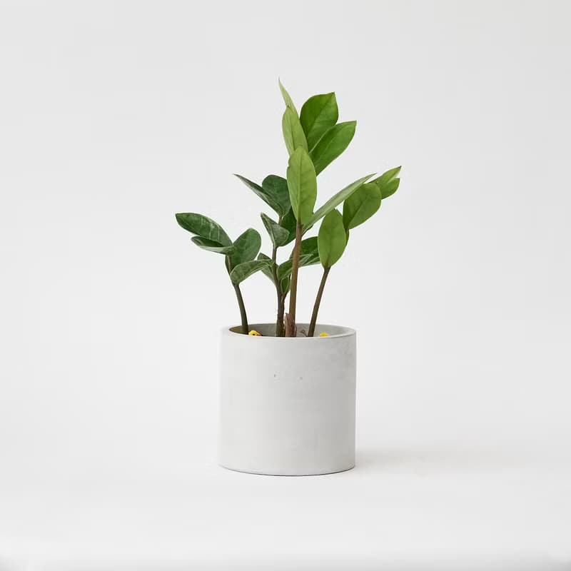 金錢樹 | 升遷盆栽 開幕送禮 觀葉植物 室內植物