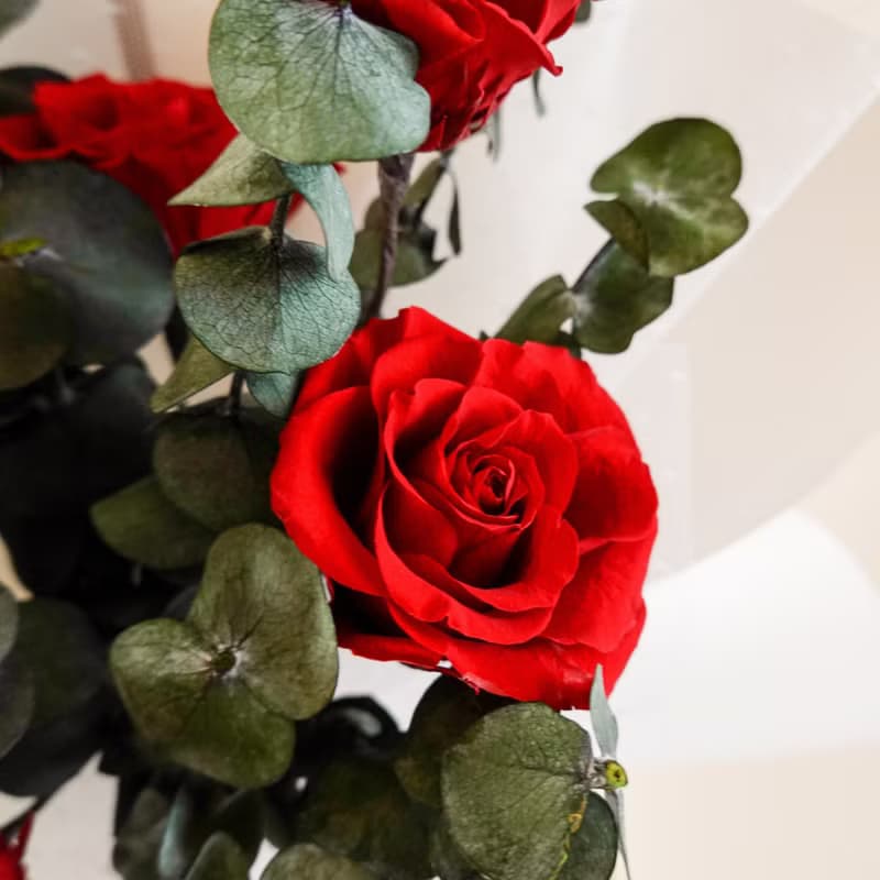 9朵永生特級大玫瑰花束-紅白色