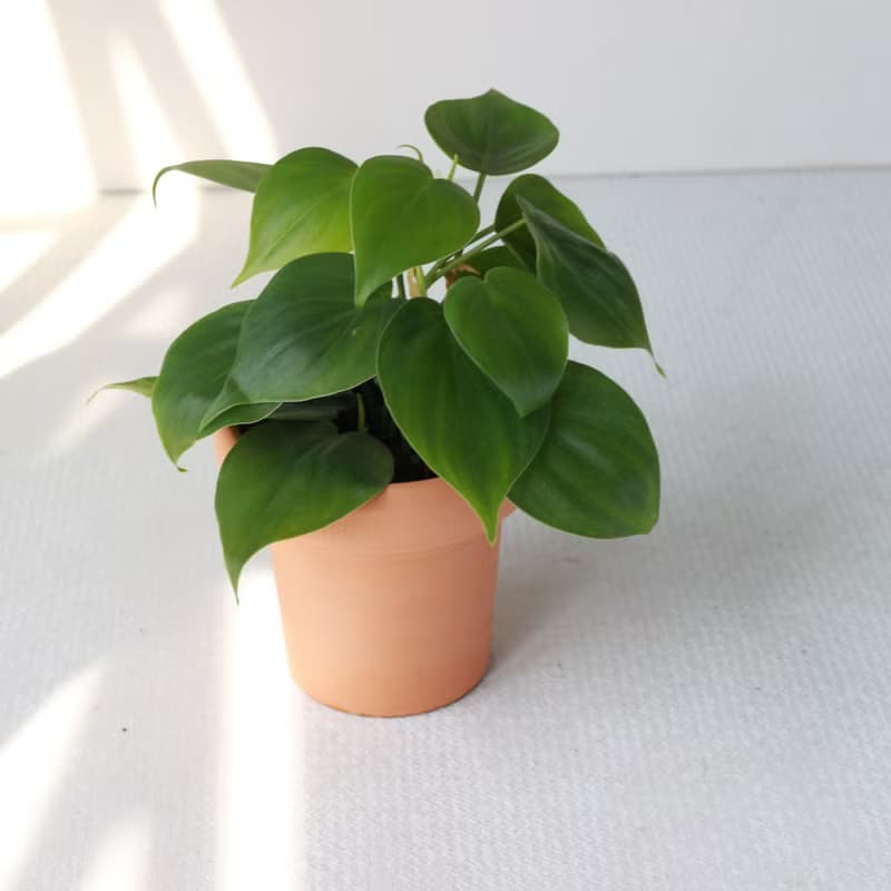 植栽 盆栽l 心葉蔓綠絨(綠)  冰淇淋杯陶盆 藤蔓植物  室內好照顧