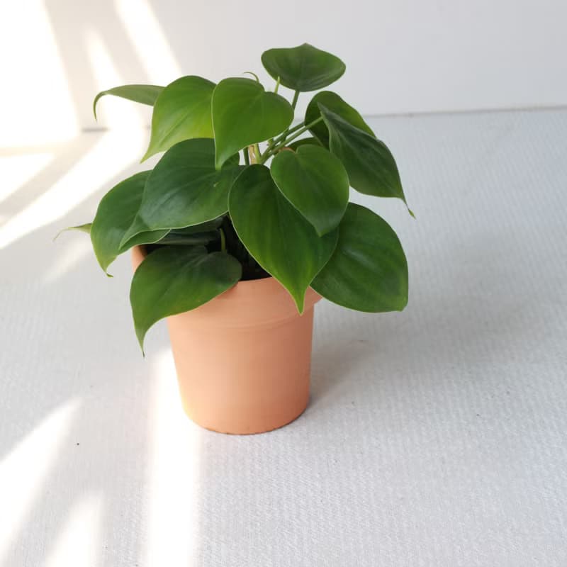 植栽 盆栽l 心葉蔓綠絨(綠)  冰淇淋杯陶盆 藤蔓植物  室內好照顧