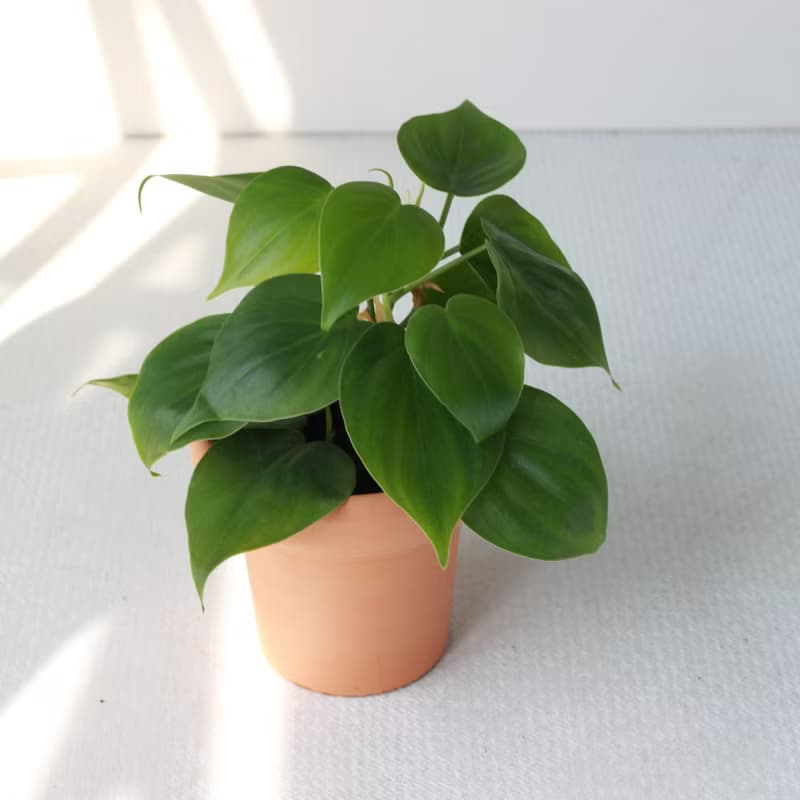 植栽 盆栽l 心葉蔓綠絨(綠)  冰淇淋杯陶盆 藤蔓植物  室內好照顧
