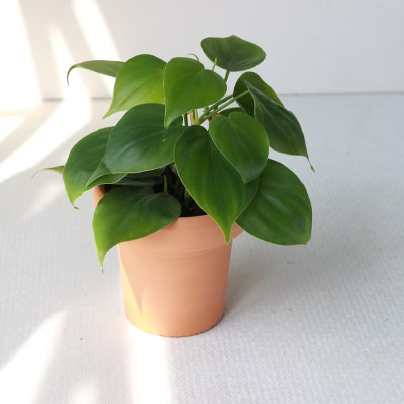植栽 盆栽l 心葉蔓綠絨(綠)  冰淇淋杯陶盆 藤蔓植物  室內好照顧
