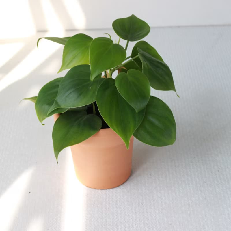 植栽 盆栽l 心葉蔓綠絨(綠)  冰淇淋杯陶盆 藤蔓植物  室內好照顧