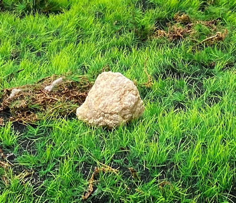能量擺飾-招財可愛貝殼瑪瑙小白晶洞 療癒 開運 招財 原礦 聚財