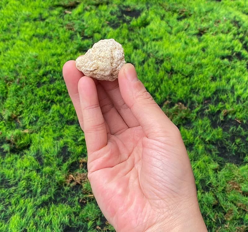 能量擺飾-招財可愛貝殼瑪瑙小白晶洞 療癒 開運 招財 原礦 聚財