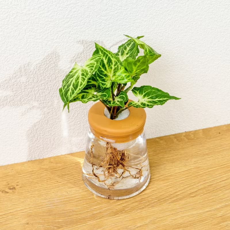 蠟染合果芋 三角水耕盆栽 室內植物 觀葉植物 禮物 水培