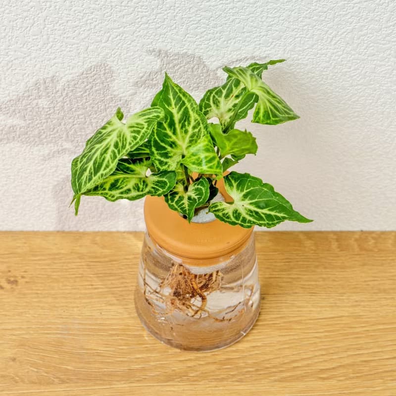蠟染合果芋 三角水耕盆栽 室內植物 觀葉植物 禮物 水培