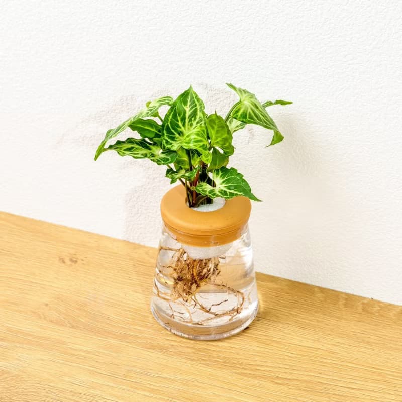 蠟染合果芋 三角水耕盆栽 室內植物 觀葉植物 禮物 水培