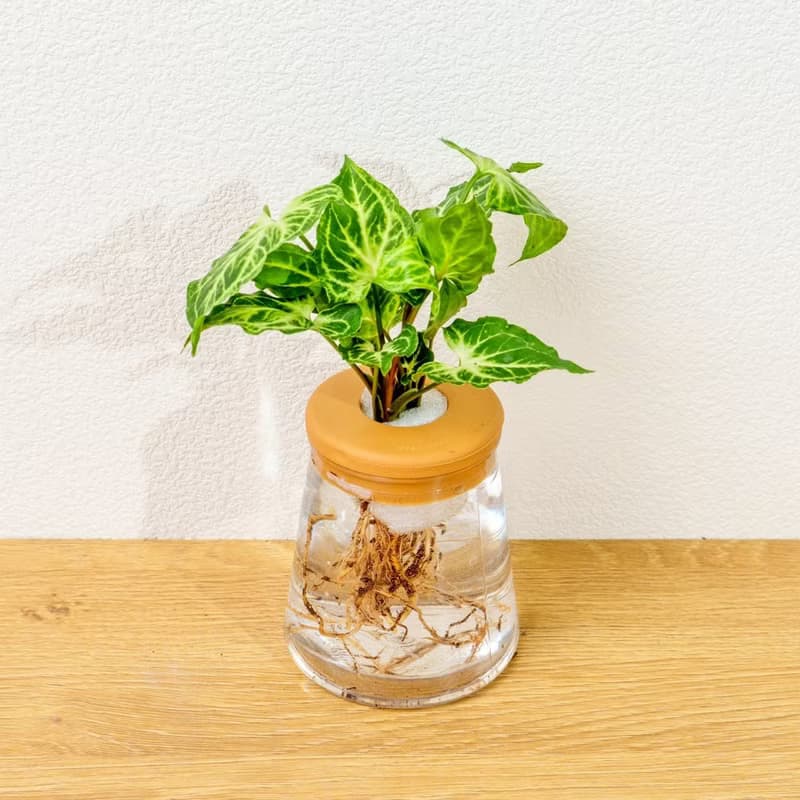 蠟染合果芋 三角水耕盆栽 室內植物 觀葉植物 禮物 水培