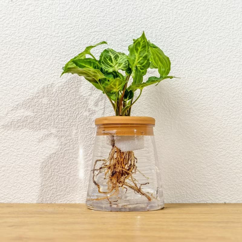 蠟染合果芋 三角水耕盆栽 室內植物 觀葉植物 禮物 水培