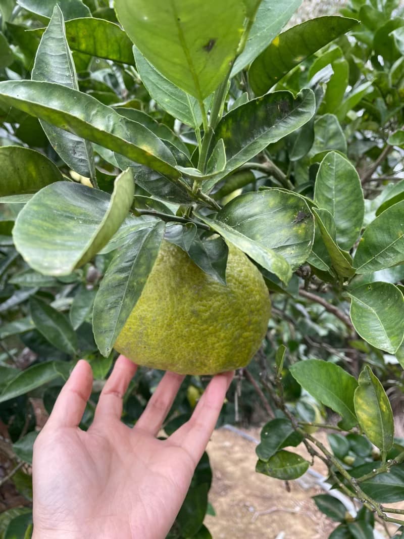 【有好食茶】酸柑茶::台灣唯一緊壓茶