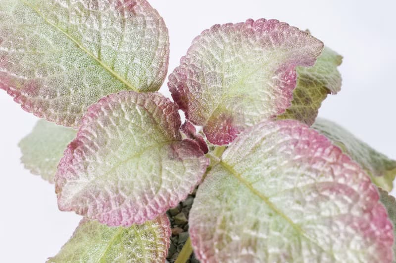 喜蔭花'泰喜' 丨室內植栽丨辦公室植栽丨療癒小物丨送禮丨