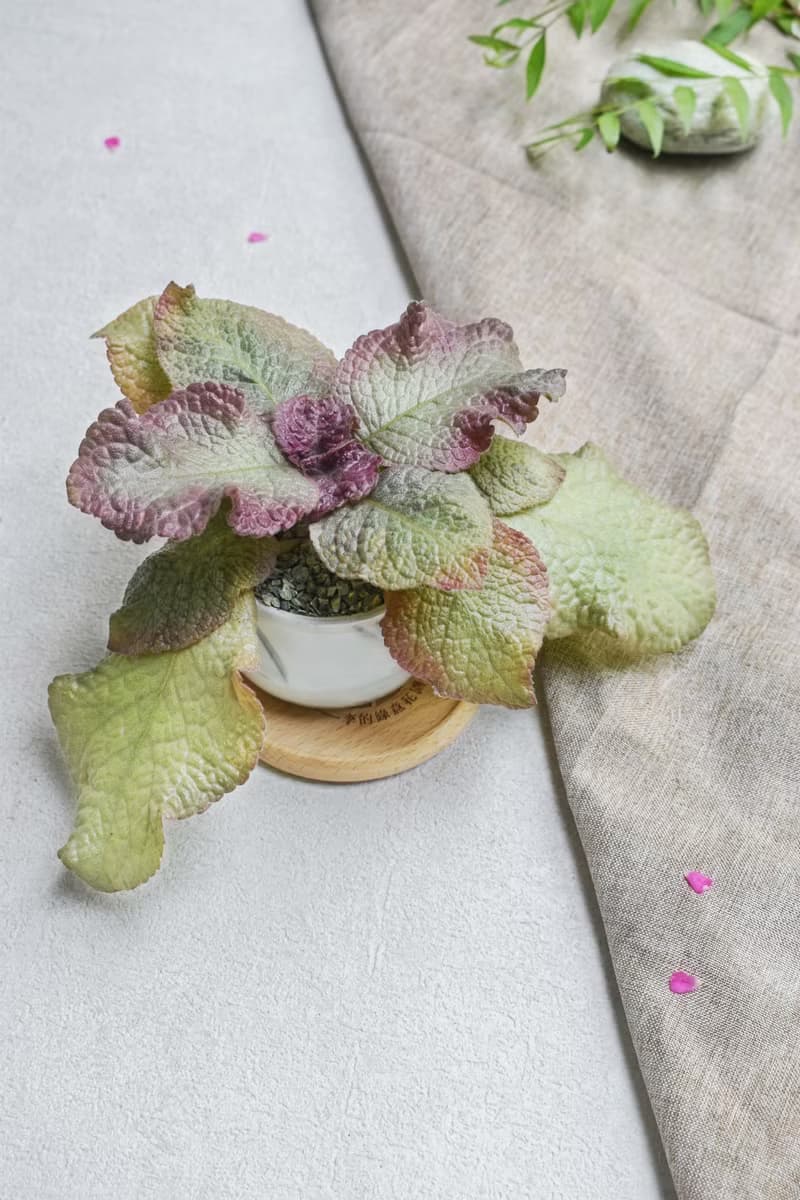 喜蔭花'泰喜' 丨室內植栽丨辦公室植栽丨療癒小物丨送禮丨
