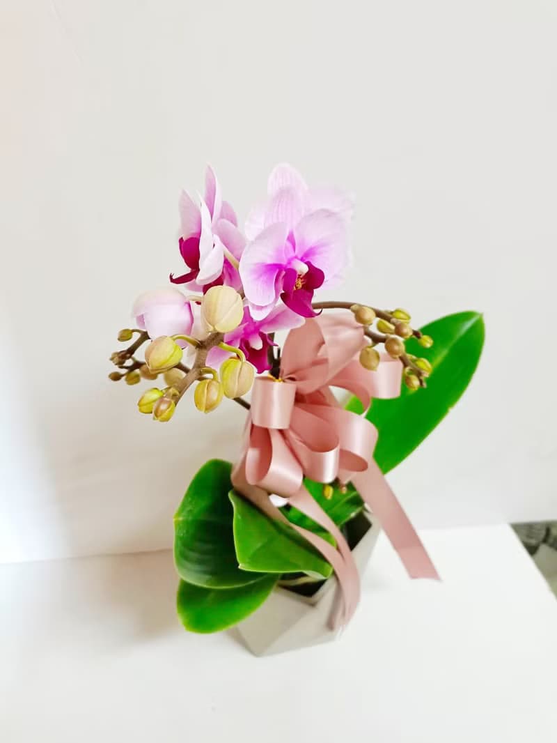 【熱銷必買】蝴蝶蘭 桌上型盆栽 送禮開幕新居招財