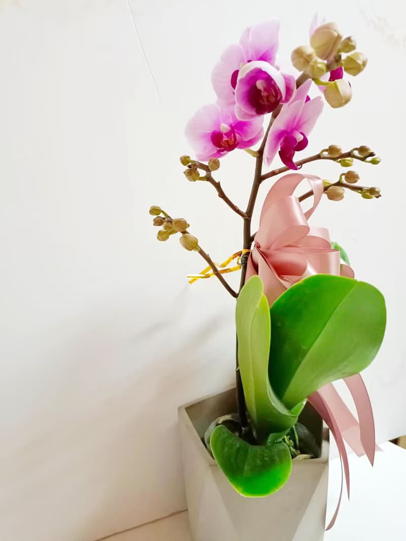 【熱銷必買】蝴蝶蘭 桌上型盆栽 送禮開幕新居招財