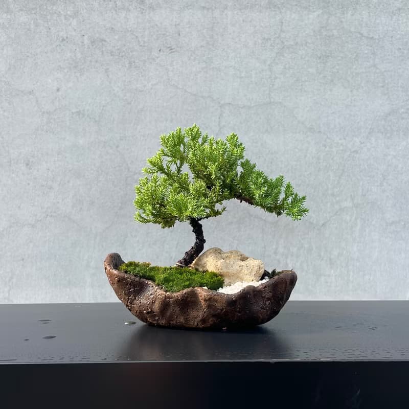 小品盆栽-迷你珍珠柏 盆景 送禮