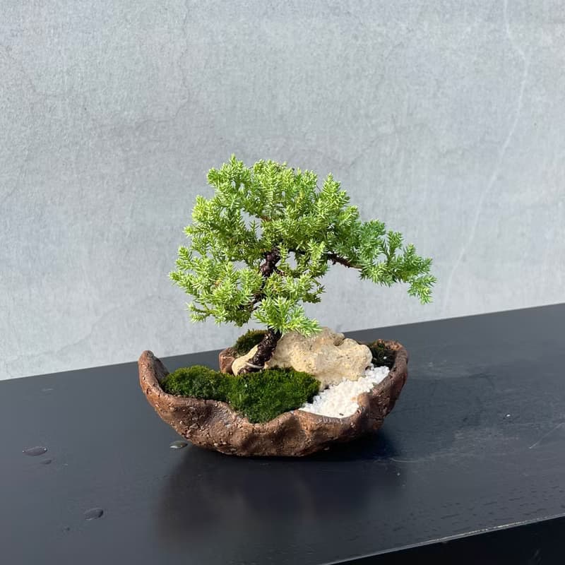 小品盆栽-迷你珍珠柏 盆景 送禮