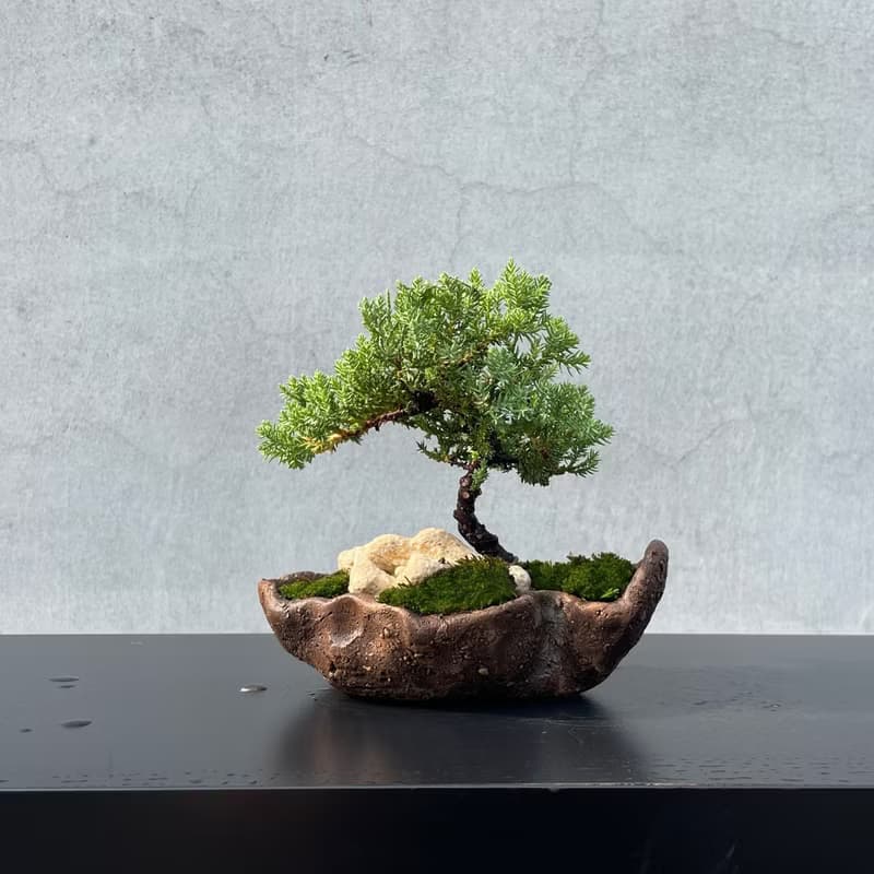 小品盆栽-迷你珍珠柏 盆景 送禮