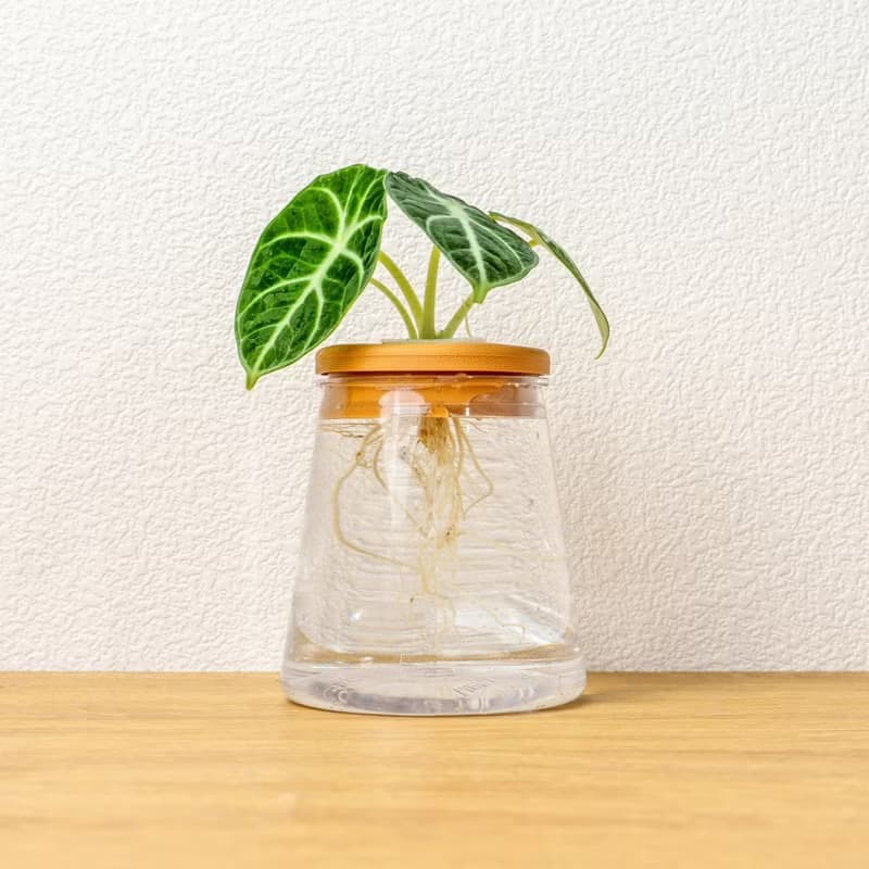 忍者觀音蓮 三角水耕盆栽 室內植物 觀葉植物 禮物 水培 桌上盆栽
