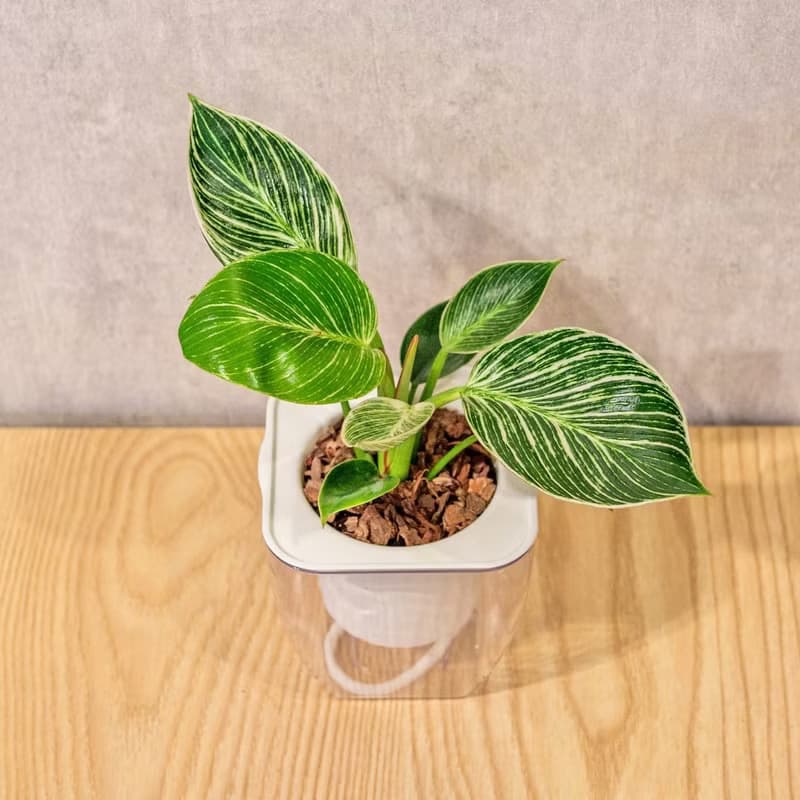 鉑金蔓綠絨 免澆水方形盆栽 室內植物 觀葉植物 禮物 盆栽