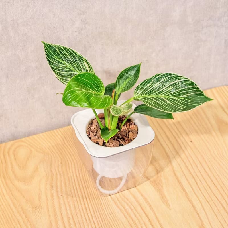 鉑金蔓綠絨 免澆水方形盆栽 室內植物 觀葉植物 禮物 盆栽