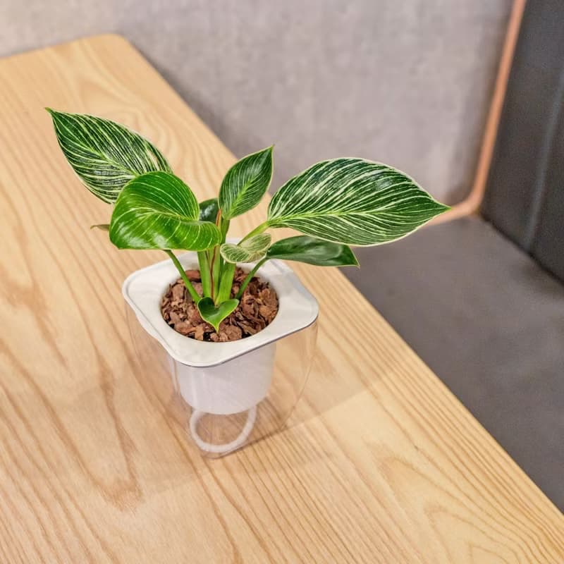 鉑金蔓綠絨 免澆水方形盆栽 室內植物 觀葉植物 禮物 盆栽