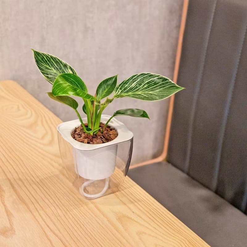 鉑金蔓綠絨 免澆水方形盆栽 室內植物 觀葉植物 禮物 盆栽