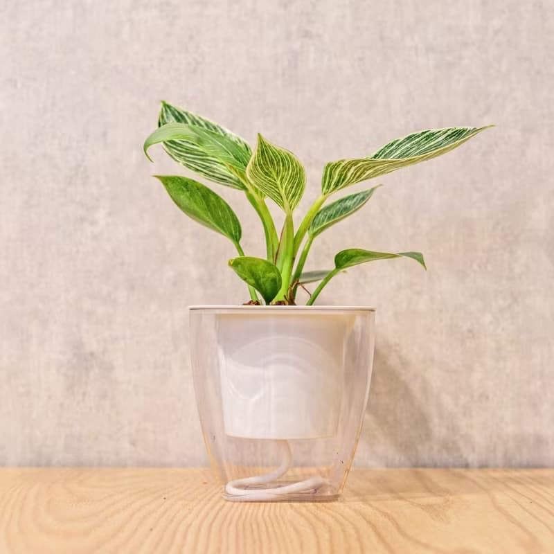 鉑金蔓綠絨 免澆水方形盆栽 室內植物 觀葉植物 禮物 盆栽
