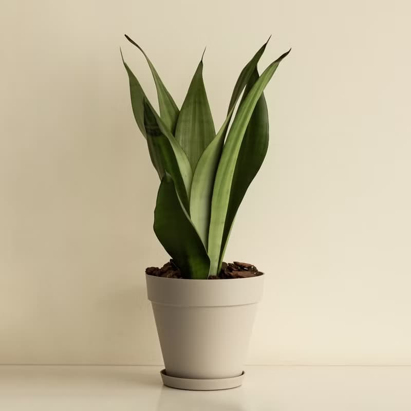 銀后虎尾蘭大型植栽