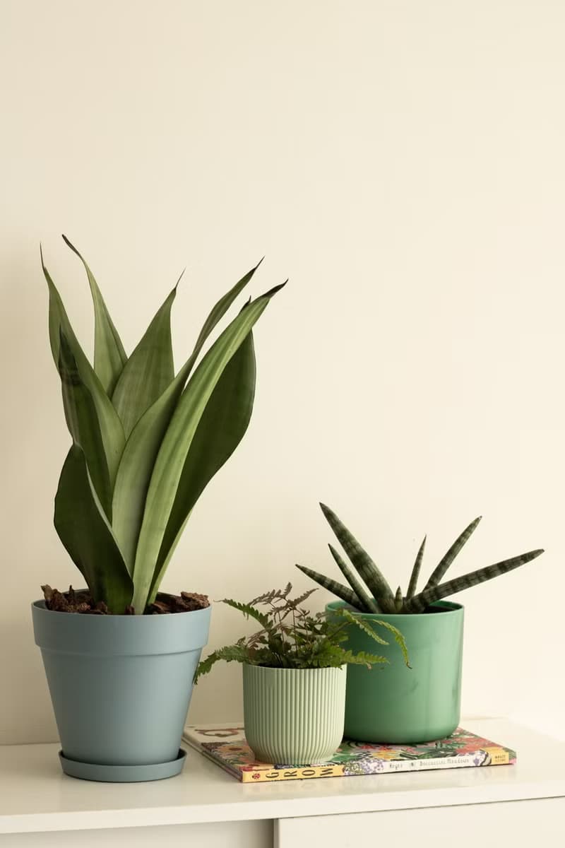 銀后虎尾蘭大型植栽