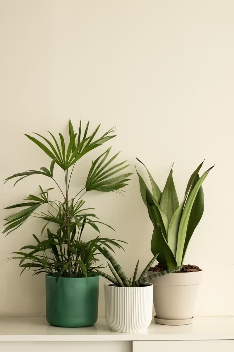 銀后虎尾蘭大型植栽
