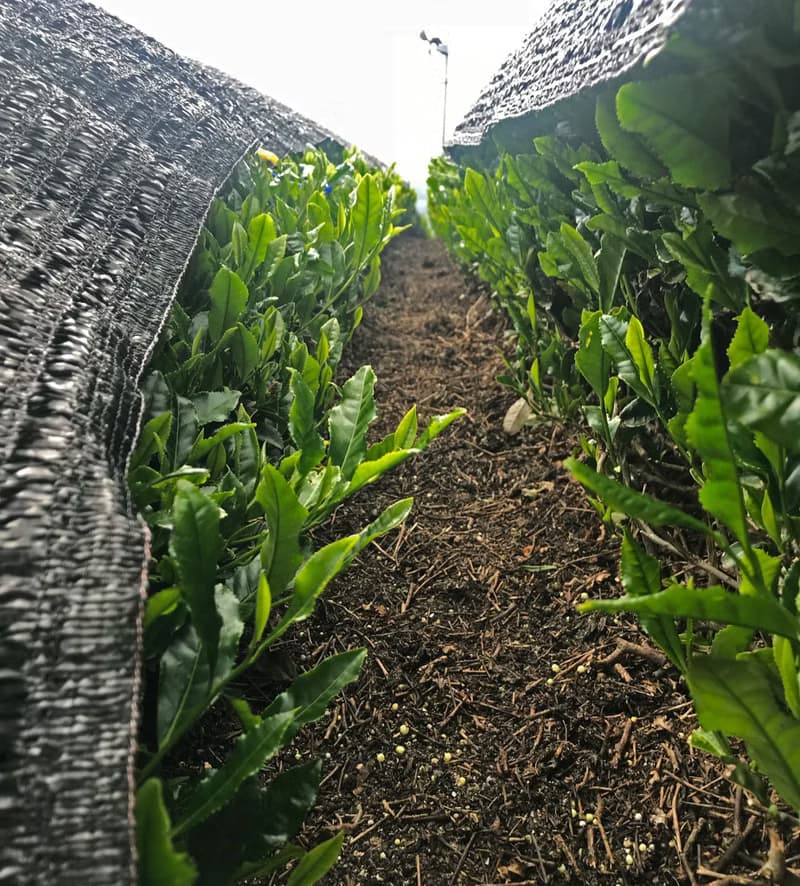 SAEMIDORI (覆蓋煎茶 / 日本・京都)