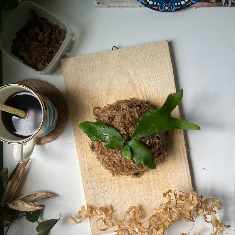 【材料包】 DIY鹿角蕨上板包/ 有教學影片