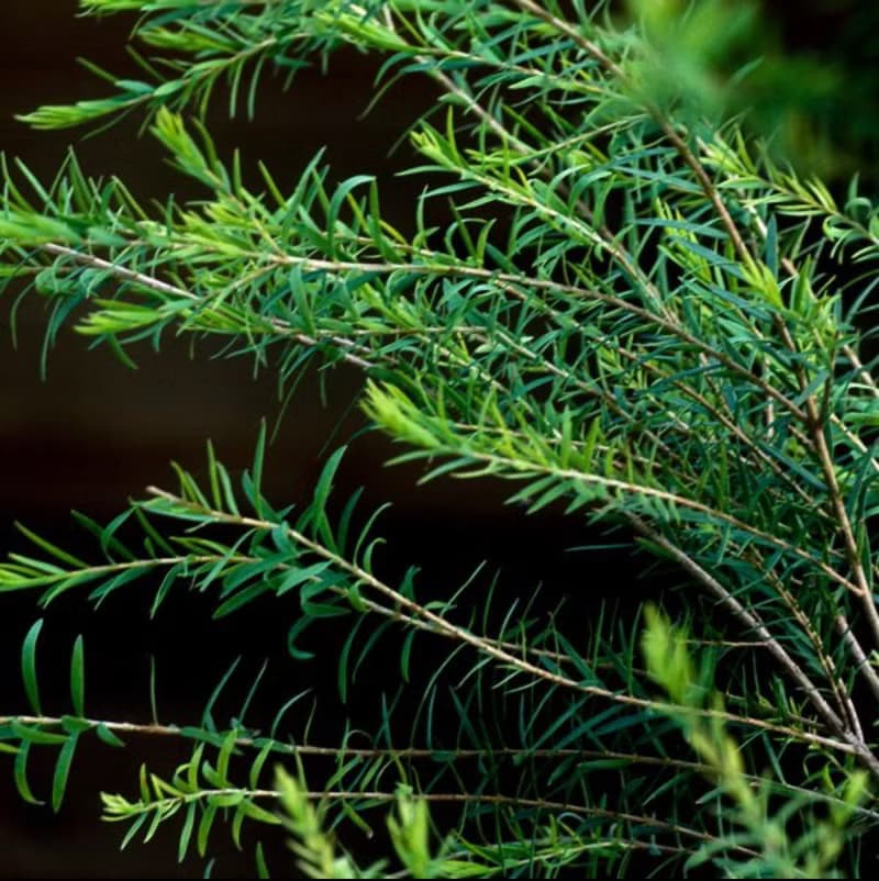 【小缽盛光】輕柔香氛 ::: 單方植萃香氛蠟燭