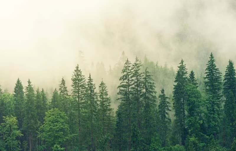 【小缽盛光】輕柔香氛 ::: 單方植萃香氛蠟燭