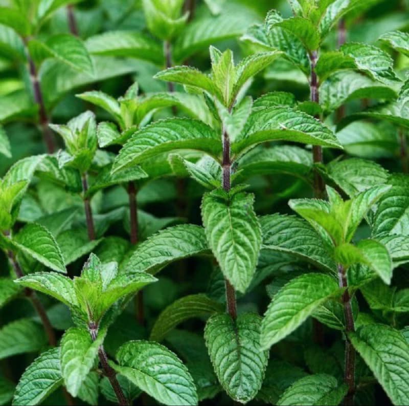 【小缽盛光】輕柔香氛 ::: 單方植萃香氛蠟燭