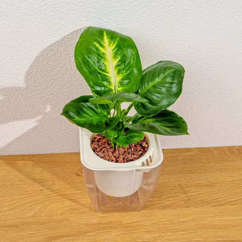 瑪莉安黛粉葉 免澆水方形盆栽 室內植物 觀葉植物 禮物 盆栽