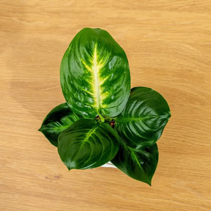 瑪莉安黛粉葉 免澆水方形盆栽 室內植物 觀葉植物 禮物 盆栽