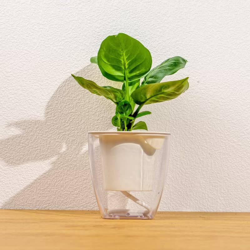 瑪莉安黛粉葉 免澆水方形盆栽 室內植物 觀葉植物 禮物 盆栽