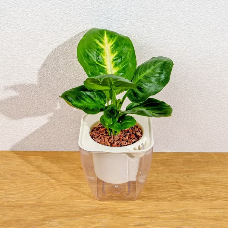 瑪莉安黛粉葉 免澆水方形盆栽 室內植物 觀葉植物 禮物 盆栽