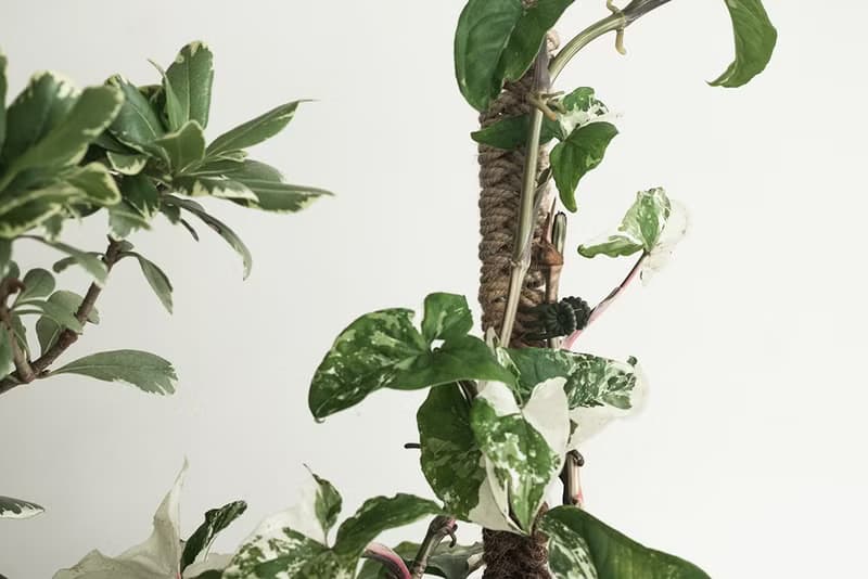 斑葉合果芋植栽_荷蘭設計極簡霧面盆