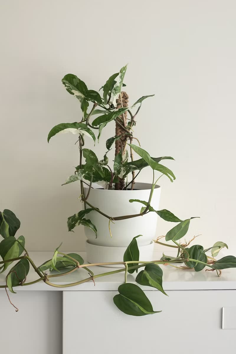 斑葉合果芋植栽_荷蘭設計極簡霧面盆