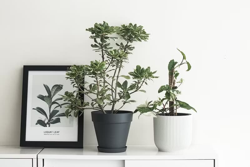斑葉合果芋植栽_荷蘭設計極簡霧面盆